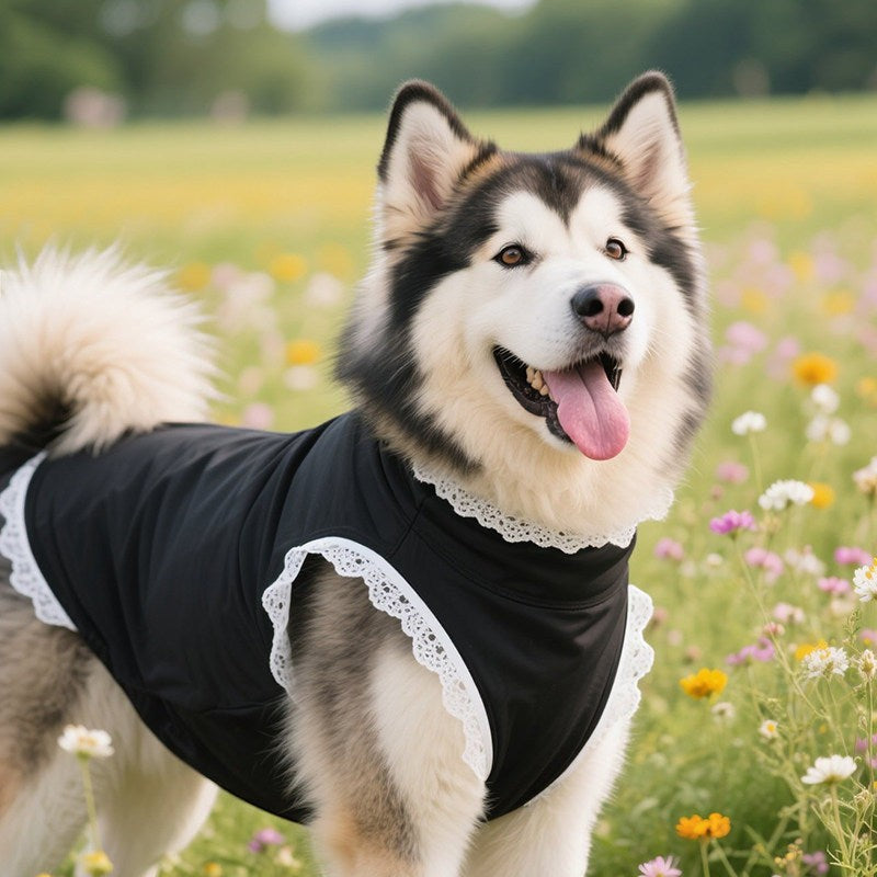 The Spoiled Pet Club black dog vest with delicate white lace trim worn by a fluffy dog in a wildflower field