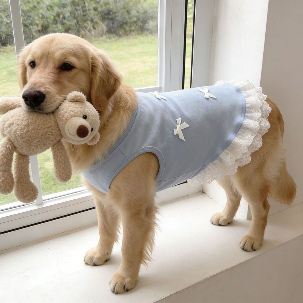 The Spoiled Pet Club blue dog pullover top with white lace trim and bow details worn by a Golden Retriever.