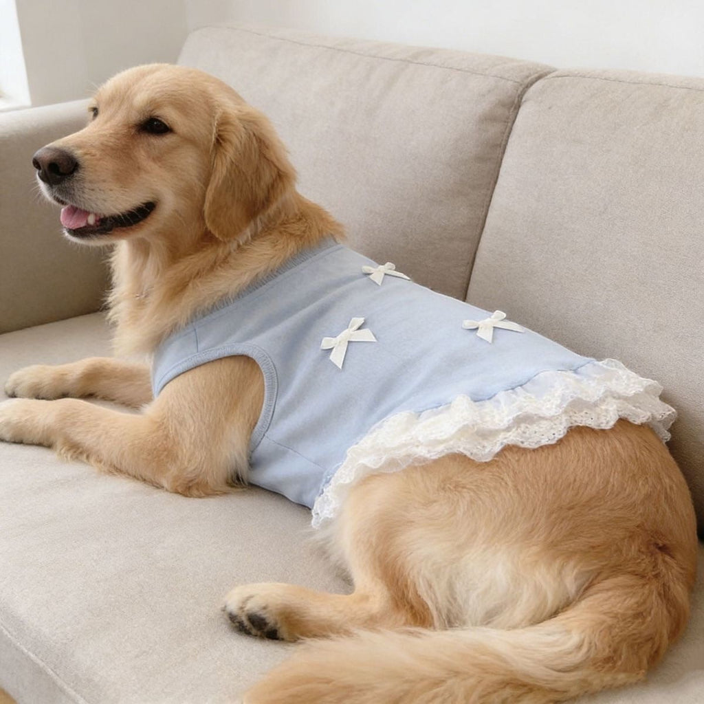 The Spoiled Pet Club blue dog vest with white lace trim and bow details worn by a Golden Retriever on a sofa.