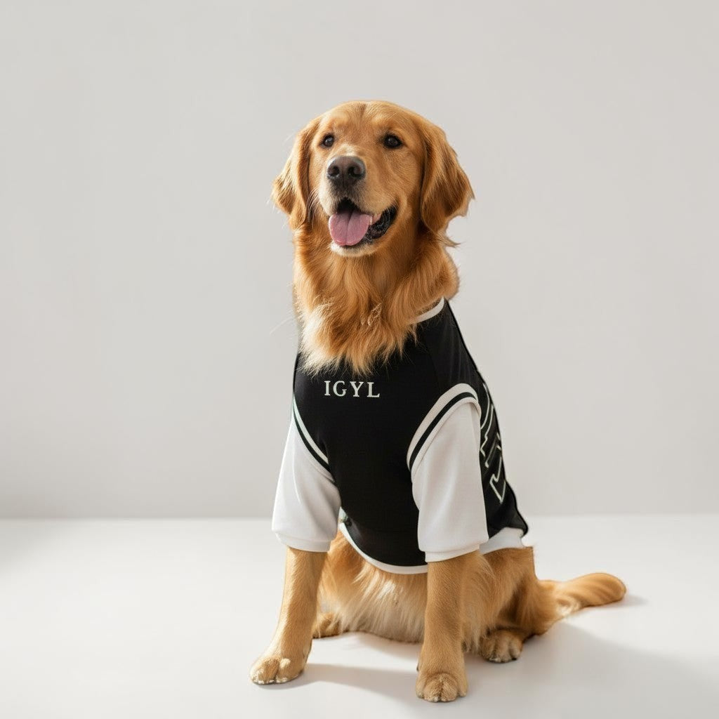 Golden Retriever wearing The Spoiled Pet Club black and white polyester summer shirt for large dogs