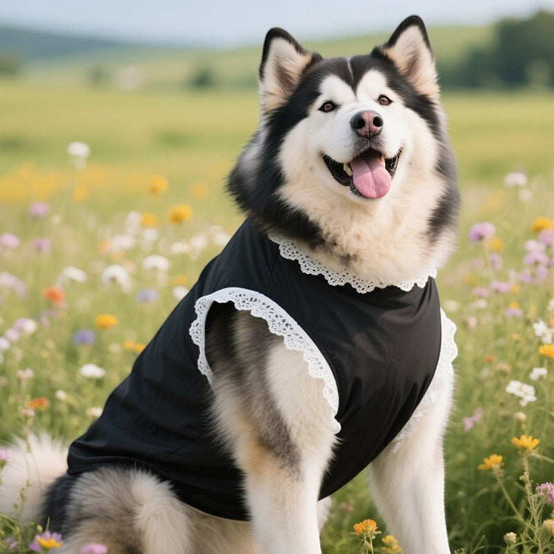 The Spoiled Pet Club black dog vest with white lace trim worn by a fluffy dog in a sunny wildflower meadow.