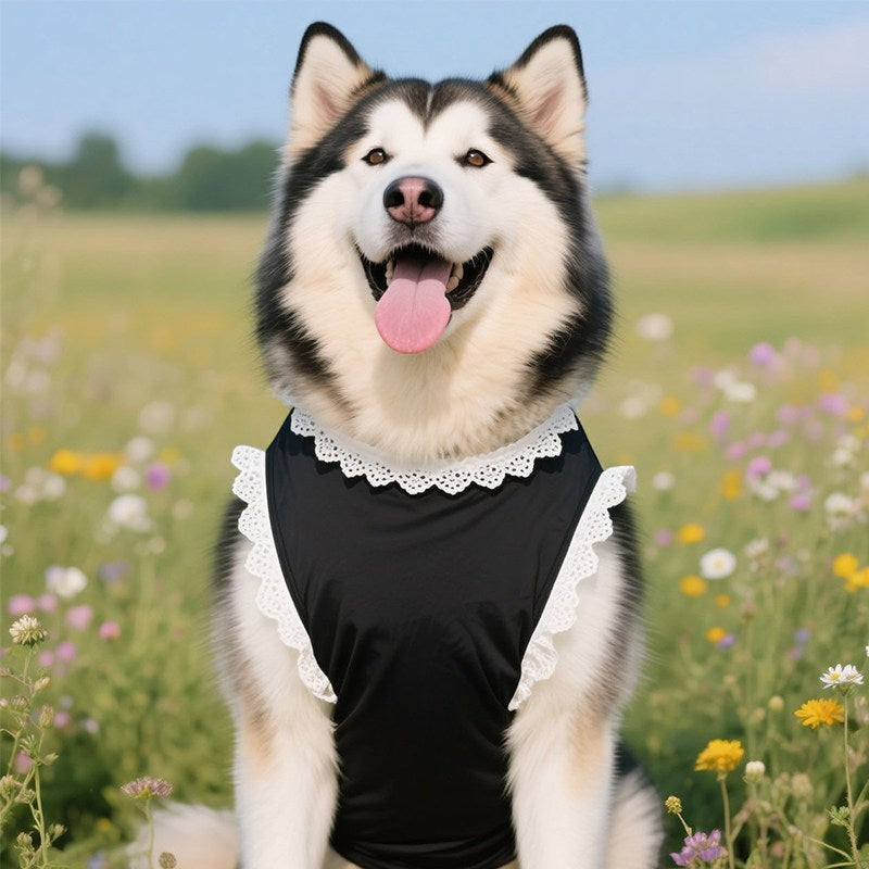 The Spoiled Pet Club Kensington Lace Shirt, a black dog vest with white lace trim worn by a happy husky in a field.