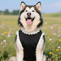 The Spoiled Pet Club Kensington Lace Shirt, a black dog vest with white lace trim worn by a happy husky in a field.