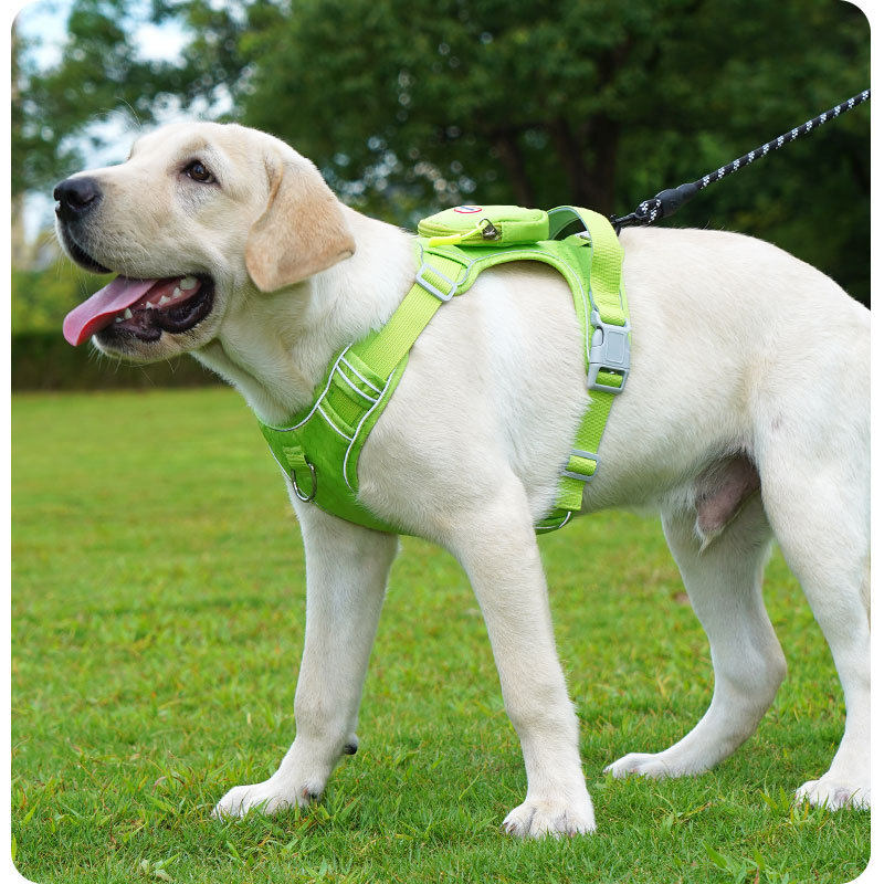 The Spoiled Pet Club mint green reflective dog harness on a Labrador retriever in a park